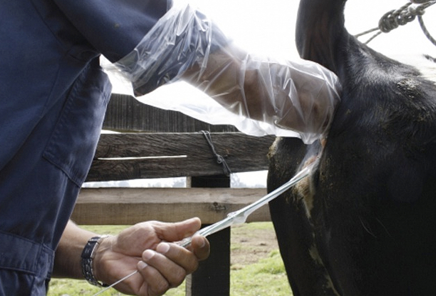 Bull breeding soundness evaluation