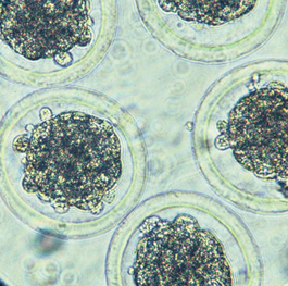 Embryo transfer services